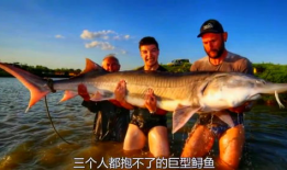 鲨鱼最新爆料视频下载大全,揭秘幕后真相